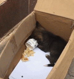遇见你们，是漂泊狗困难生活中最幸运的事！-1.gif