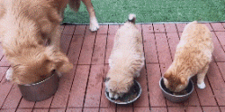 遇见你们，是漂泊狗困难生活中最幸运的事！-5.gif