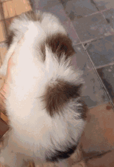 遇见你们，是漂泊狗困难生活中最幸运的事！-7.gif