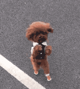 狗狗突然瘫痪，带去病院查抄后才知道原因竟是....-1.gif