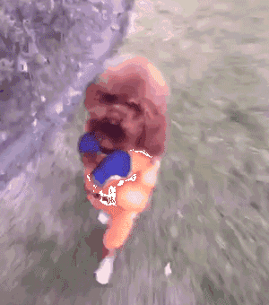 狗狗突然瘫痪，带去病院查抄后才知道原因竟是....-2.gif