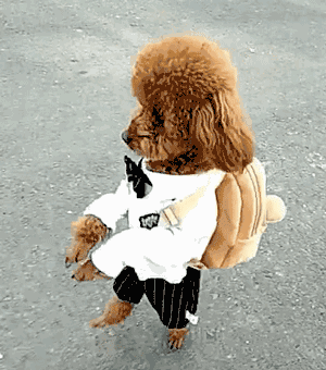狗狗突然瘫痪，带去病院查抄后才知道原因竟是....-3.gif