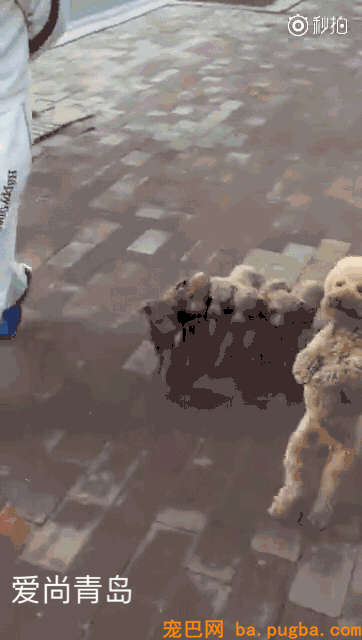 狗狗突然瘫痪，带去病院查抄后才知道原因竟是....-6.gif