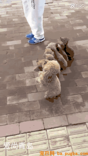 狗狗突然瘫痪，带去病院查抄后才知道原因竟是....-5.gif