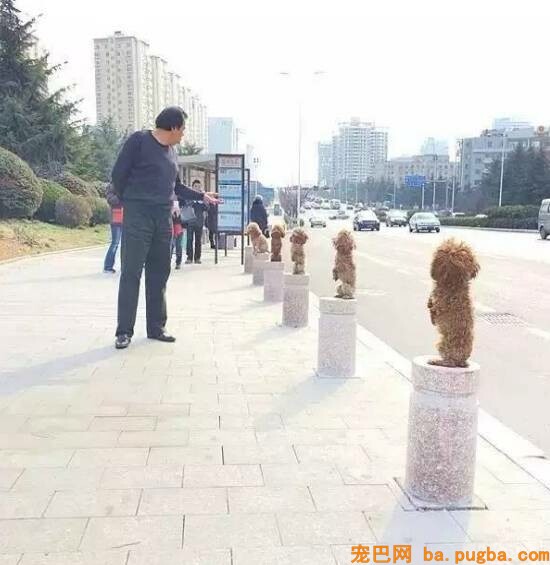 狗狗突然瘫痪，带去病院查抄后才知道原因竟是....-7.jpeg
