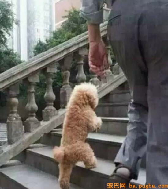 狗狗突然瘫痪，带去病院查抄后才知道原因竟是....-9.jpeg