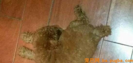 狗狗突然瘫痪，带去病院查抄后才知道原因竟是....-12.jpeg