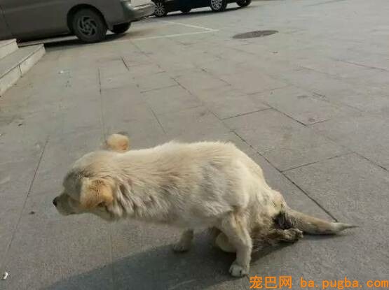 下面这些准确数据，只想告诉你给狗狗带牵引绳有多重要！-3.jpeg