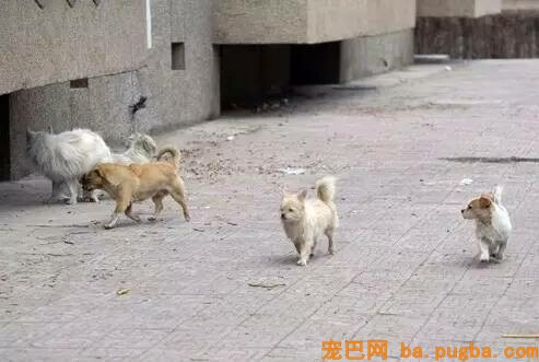 下面这些准确数据，只想告诉你给狗狗带牵引绳有多重要！-2.jpeg