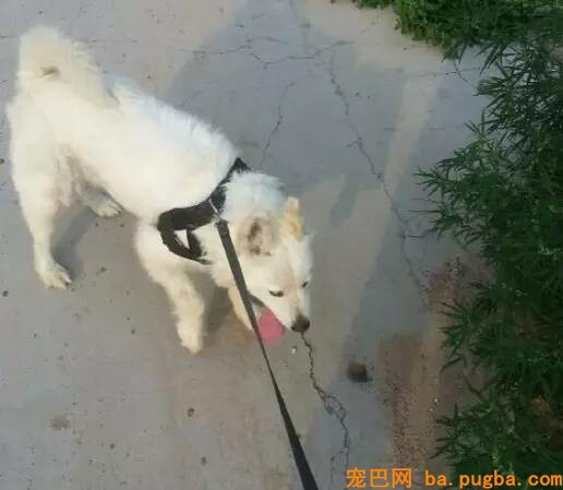 下面这些准确数据，只想告诉你给狗狗带牵引绳有多重要！-6.jpeg