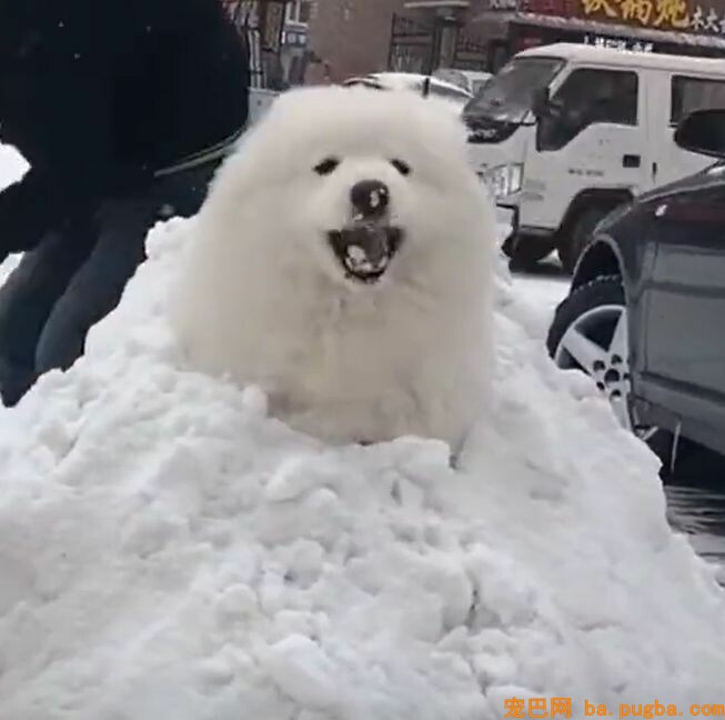 萨摩被雪困住，阿拉跑去救援：等我把雪吃完，你就得救啦！-2.jpeg
