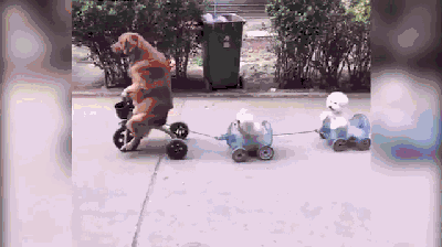 怎么办，狗狗骑车竟然比主人还要6！-2.gif