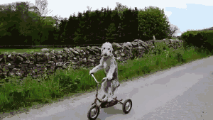 怎么办，狗狗骑车竟然比主人还要6！-1.gif