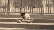 怎么办，狗狗骑车竟然比主人还要6！-5.gif