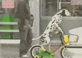 怎么办，狗狗骑车竟然比主人还要6！-4.gif