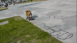 怎么办，狗狗骑车竟然比主人还要6！-6.gif