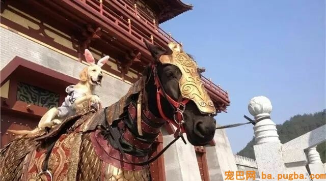 怎么办，狗狗骑车竟然比主人还要6！-12.jpeg