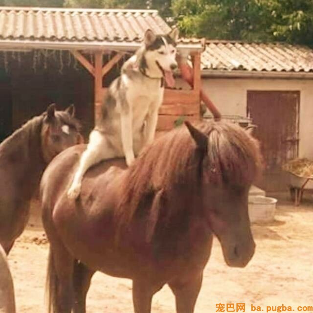 怎么办，狗狗骑车竟然比主人还要6！-13.jpeg