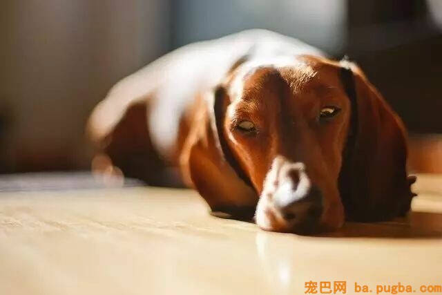 狗狗咳嗽怎么办？-1.jpeg