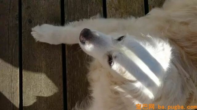 你家狗狗一天吃几顿呢？-2.jpeg