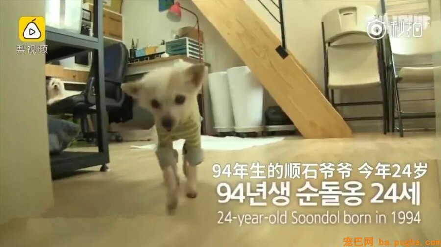 让狗狗“长命百岁”的机密竟然这么简单-3.jpeg