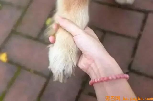 让狗狗“长命百岁”的机密竟然这么简单-2.jpeg