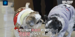 让狗狗“长命百岁”的机密竟然这么简单-9.gif