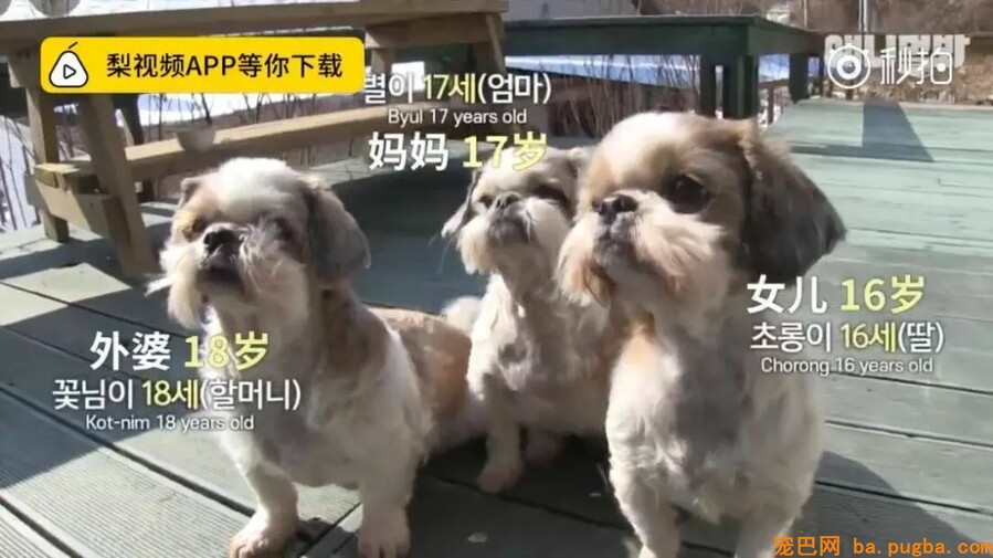 让狗狗“长命百岁”的机密竟然这么简单-6.jpeg