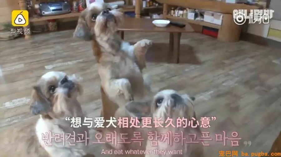 让狗狗“长命百岁”的机密竟然这么简单-11.jpeg