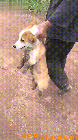 柯基贪玩不回家，爷爷只能本人出手了……-1.gif