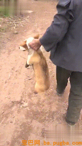柯基贪玩不回家，爷爷只能本人出手了……-2.gif