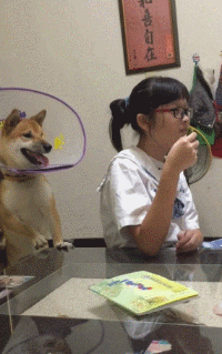 狗狗面前摆一盘高级牛肉，你猜它会不会偷吃？拉布拉多的表示超让人不测！-1.gif