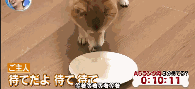 狗狗面前摆一盘高级牛肉，你猜它会不会偷吃？拉布拉多的表示超让人不测！-7.gif