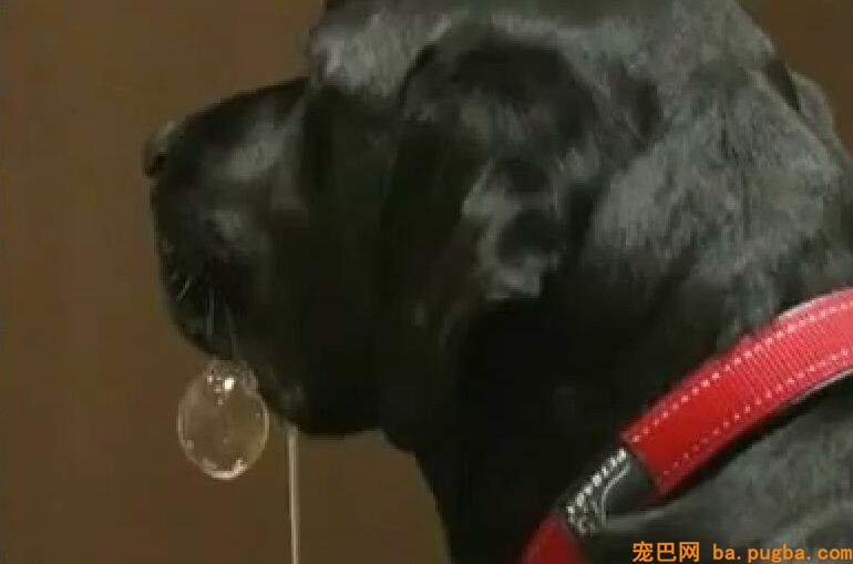 狗狗面前摆一盘高级牛肉，你猜它会不会偷吃？拉布拉多的表示超让人不测！-14.jpeg
