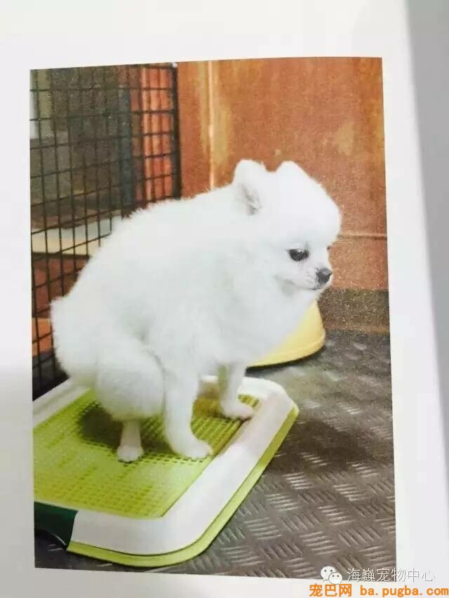狗狗乱拉乱尿怎么办？-4.jpeg