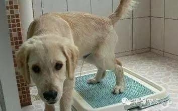 狗狗乱拉乱尿怎么办？-3.jpeg
