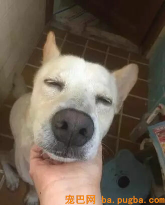 奶奶一家要吃饭，狗子竟然在旁边呲牙：不许动，都是我的！-2.jpg