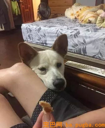 奶奶一家要吃饭，狗子竟然在旁边呲牙：不许动，都是我的！-4.jpg