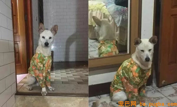 奶奶一家要吃饭，狗子竟然在旁边呲牙：不许动，都是我的！-1.jpg