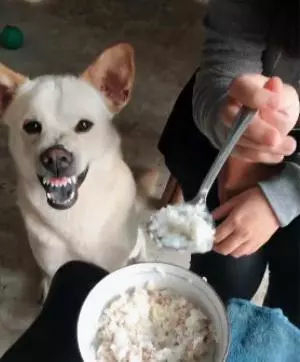 奶奶一家要吃饭，狗子竟然在旁边呲牙：不许动，都是我的！-6.jpg