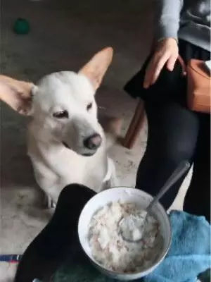 奶奶一家要吃饭，狗子竟然在旁边呲牙：不许动，都是我的！-5.jpg
