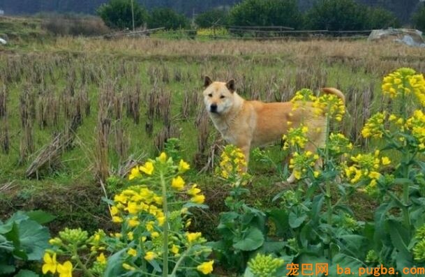 秦始皇一统中原时，手里不竭牵着它-9.jpeg