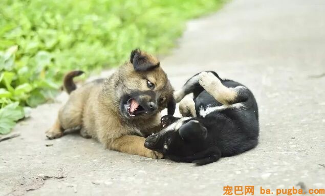 秦始皇一统中原时，手里不竭牵着它-11.jpeg