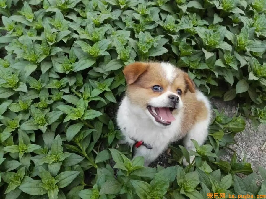 秦始皇一统中原时，手里不竭牵着它-10.jpeg