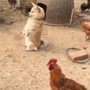 秦始皇一统中原时，手里不竭牵着它-13.gif