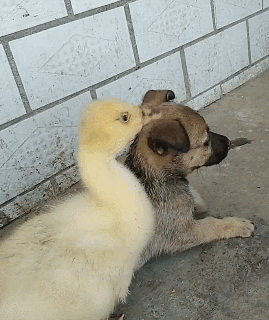 秦始皇一统中原时，手里不竭牵着它-14.gif