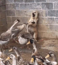 秦始皇一统中原时，手里不竭牵着它-12.gif