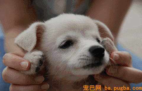 秦始皇一统中原时，手里不竭牵着它-18.gif