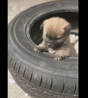 秦始皇一统中原时，手里不竭牵着它-19.gif