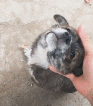 秦始皇一统中原时，手里不竭牵着它-20.gif